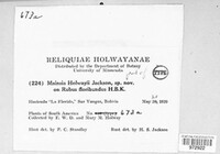 Gerwasia holwayi image